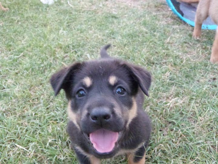 chinook dog